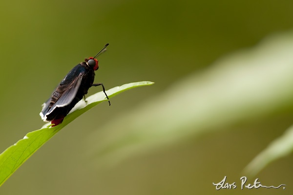 Day-flying moth sp